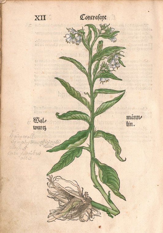 Abbildung eines Buchausschnitts, zeigt das Bild einer Planze mit Text links und rechts davon