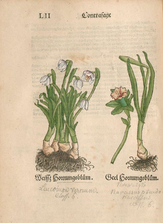 Abbildung eines Buchausschnitts, zeigt Bilder von zwei Pflanzen nebeneinander, mit Bildbeschriftung unter dem jeweiligen Bild