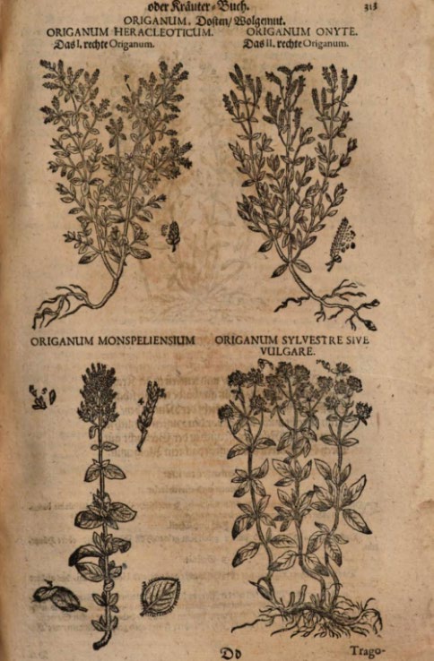 Abbildung eines Buchausschnitts, zeigt Bilder von vier Pflanzen neben- und untereinander, mit Bildbeschriftung über dem jeweiligen Bild