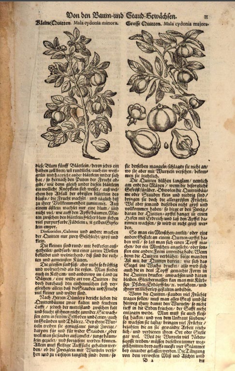 Abbildung eines Buchausschnitts, zeigt Bilder von Pflanzen zwischen Fließtext